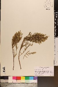 Baccharis angustifolia image