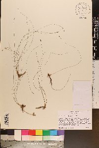 Eleocharis tenuis image