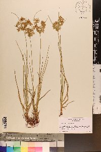 Cyperus lecontei image