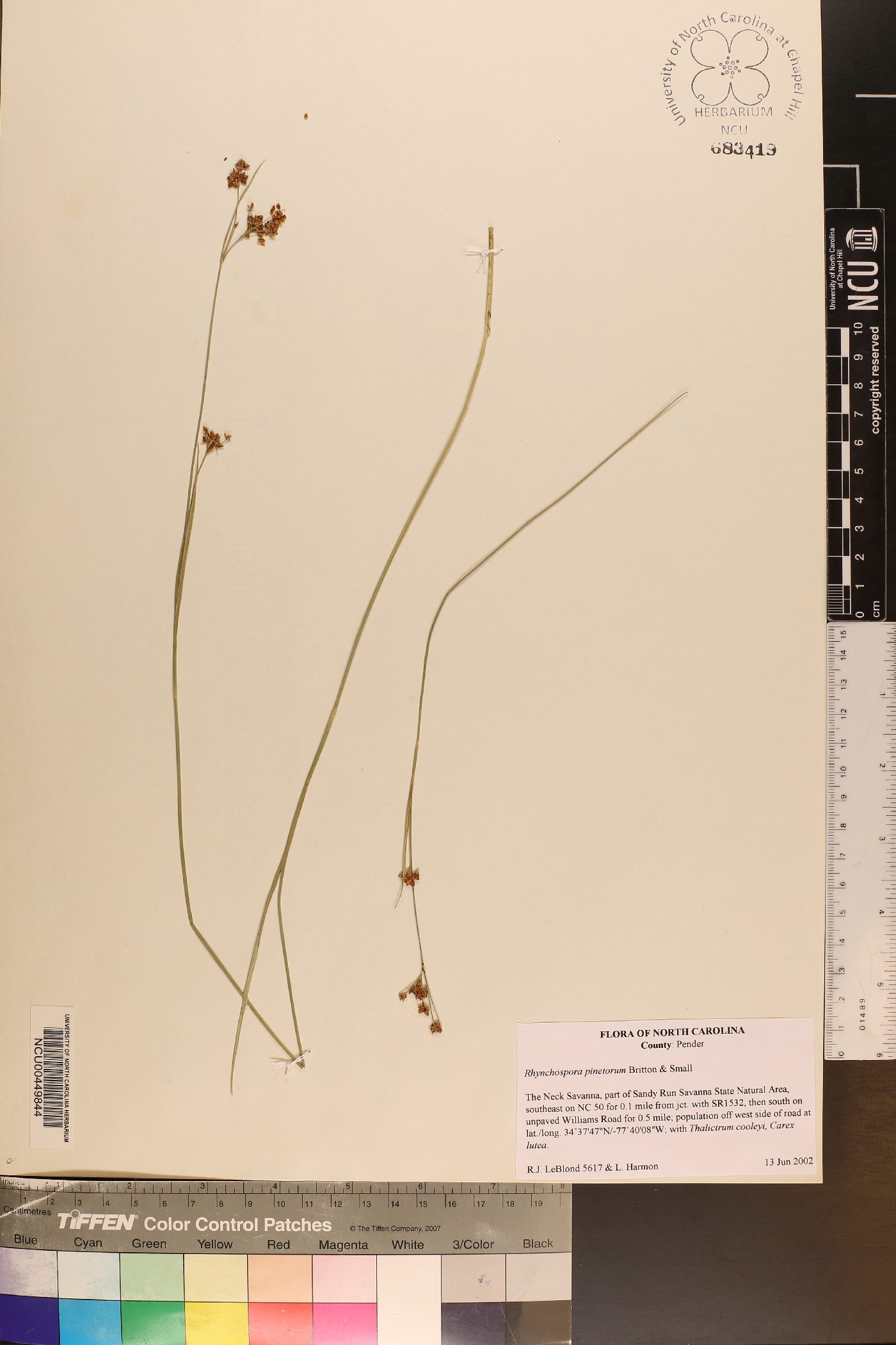 Rhynchospora pinetorum image