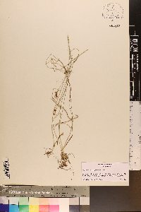 Rhynchospora recognita image