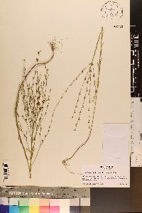 Linum floridanum var. floridanum image