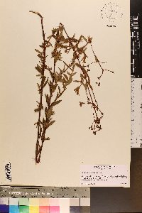 Hypericum cistifolium image