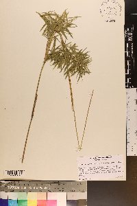 Dichanthelium dichotomum var. nitidum image