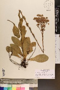 Trilisa odoratissima image