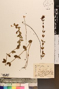 Rhexia petiolata image