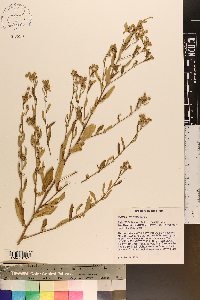 Sida rhombifolia image