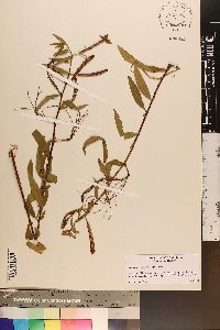 Ludwigia octovalvis image