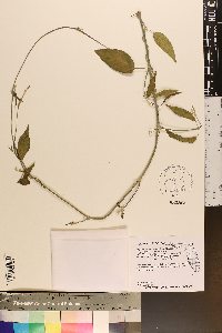 Image of Leptadenia lanceolata
