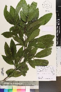 Exothea paniculata image