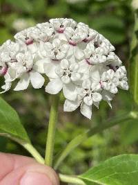 Asclepias variegata image