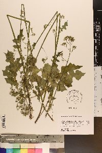 Youngia japonica image