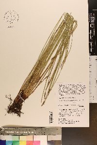 Eleocharis macrostachya image