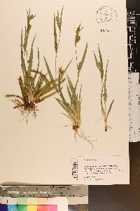 Carex pigra image