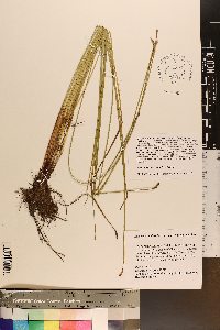 Eleocharis macrostachya image