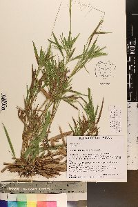 Dichanthelium villosissimum var. villosissimum image