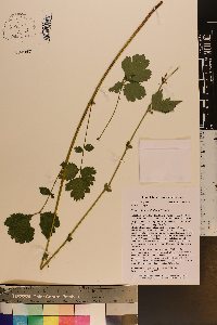 Geum geniculatum image