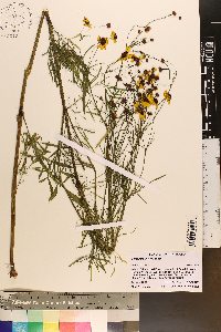 Coreopsis tinctoria image