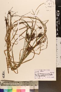 Carex louisianica image