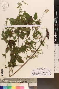 Desmodium perplexum image