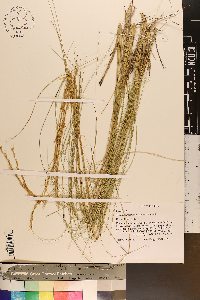 Aristida beyrichiana image