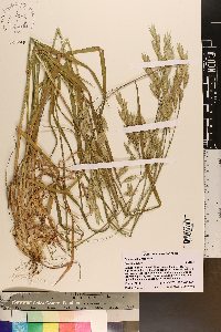 Bromus catharticus image