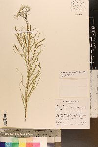 Amsonia ciliata image