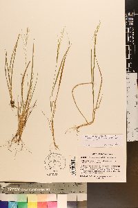 Panicum flexile image