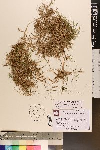 Dichanthelium dichotomum var. dichotomum image