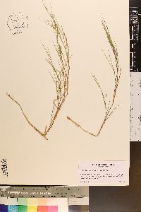 Dichanthelium aciculare var. ramosum image