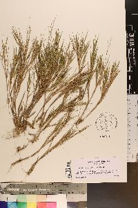 Dichanthelium aciculare var. ramosum image