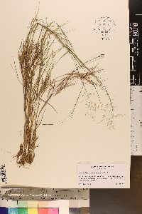 Dichanthelium aciculare var. ramosum image