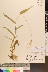 Dichanthelium polyanthes image