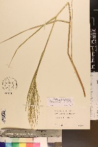 Panicum dichotomum var. dichotomum image