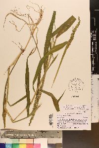 Urochloa texana image