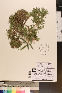 Dichanthelium acuminatum subsp. acuminatum image