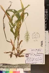 Dichanthelium polyanthes image