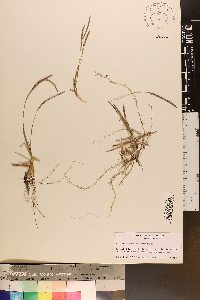 Eremochloa ophiuroides image