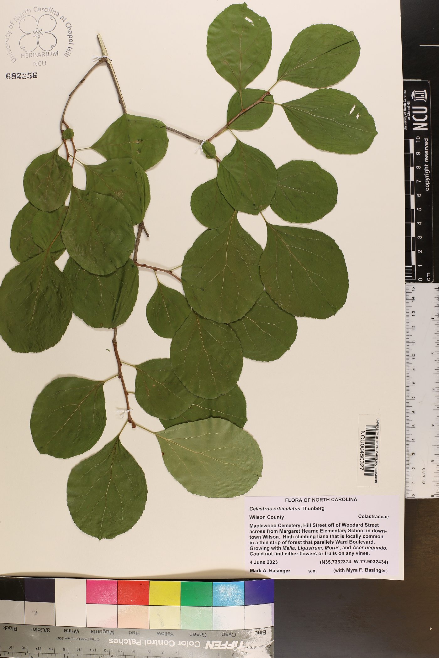 Tricerma octogonum image