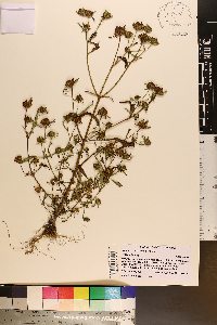 Bidens connata image