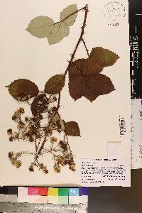 Rubus bifrons image