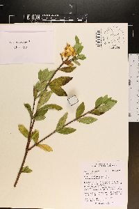 Gardenia jasminoides image