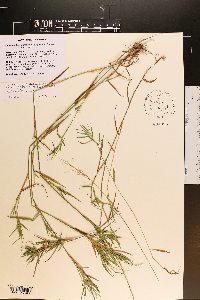 Dichanthelium acuminatum subsp. longiligulatum image