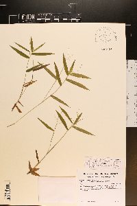 Dichanthelium commutatum subsp. ashei image