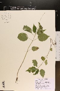 Circaea canadensis image