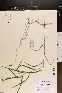 Muhlenbergia tenuiflora image