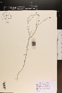 Polygala nuttallii image