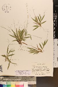 Dichanthelium strigosum var. leucoblepharis image