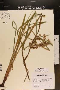 Cyperus pseudovegetus image