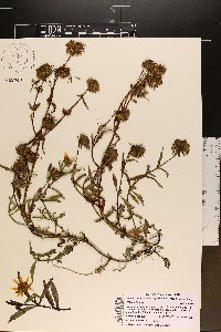 Bidens laevis image